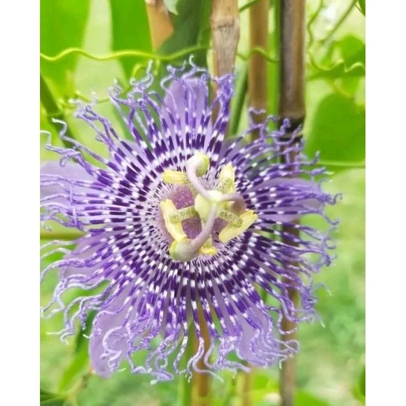 The Unbranded Brand Other - Passiflora Incarnata Maypop - Hardy Purple Blooming Vine for Garden Zone 6-11